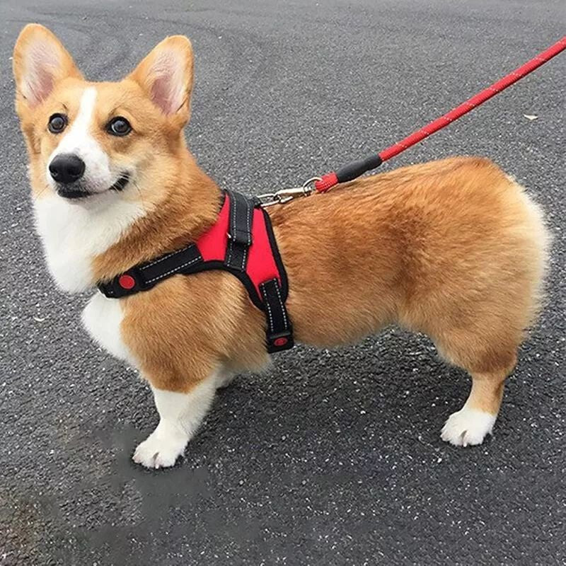 DEKO Piros Kutyahám - L - es Méretű Tartós Kutyanyakörv - BShopy